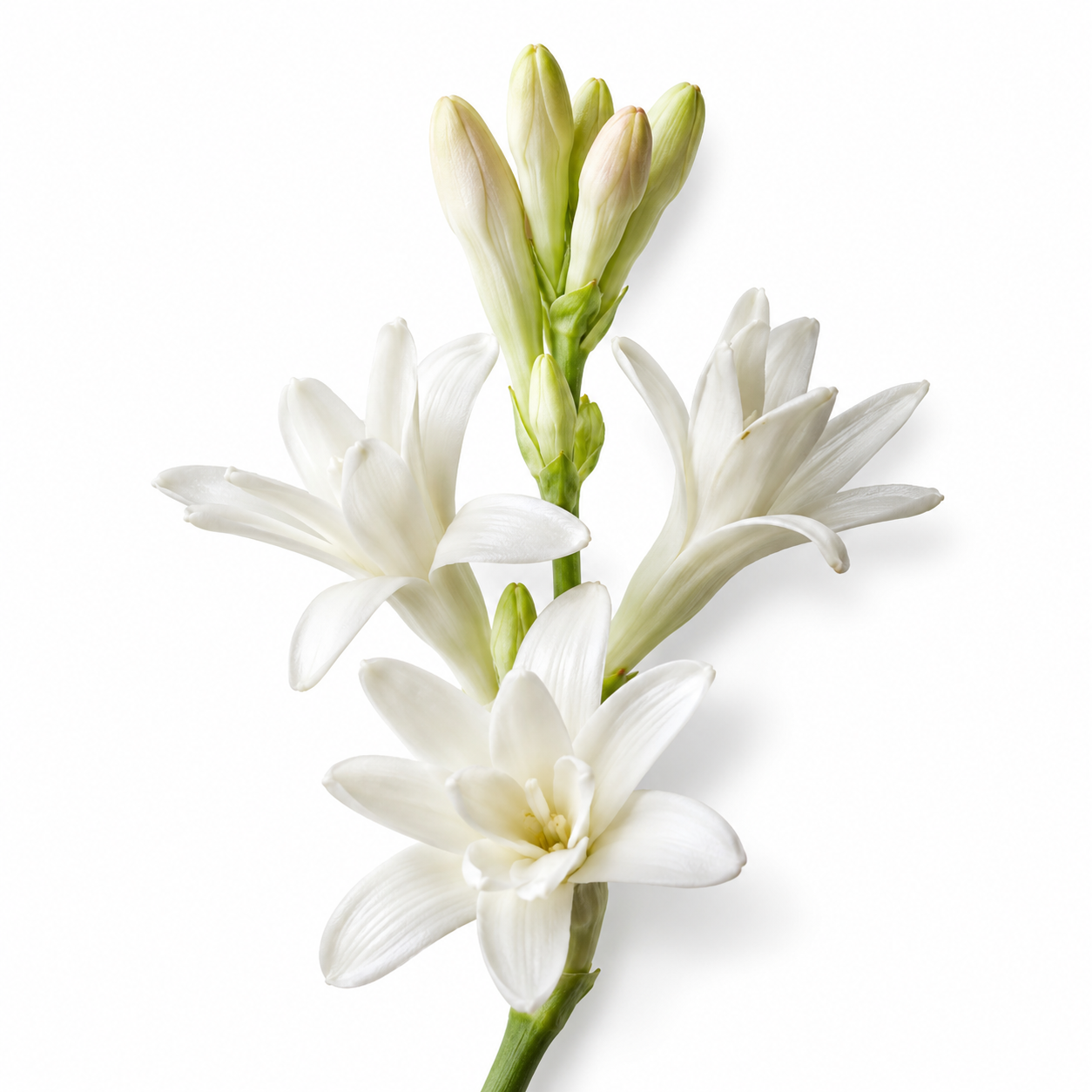 Fleur blanche