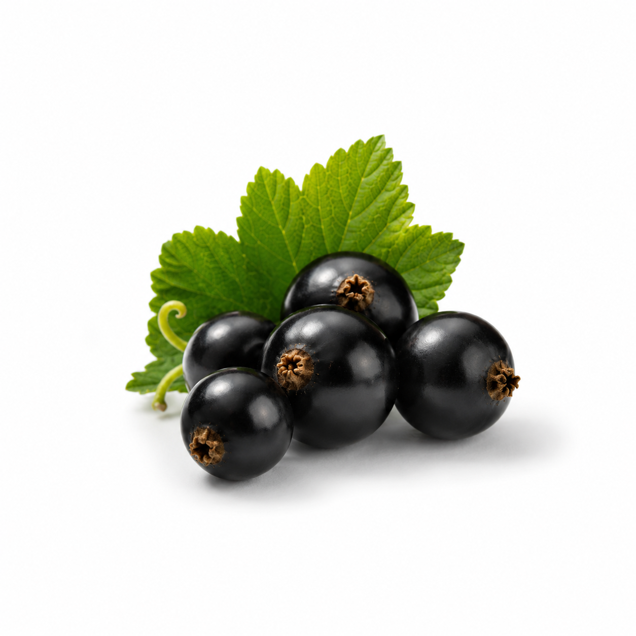 Cassis noir